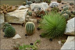 Kakteengarten im Kew Gardens / England