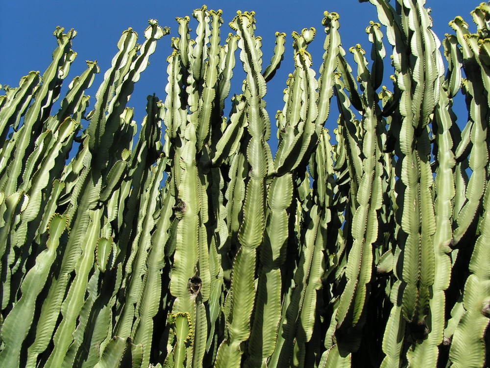 Kakteengarten in Barcelona