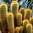 Kakteengruppe im Botanischen Garten