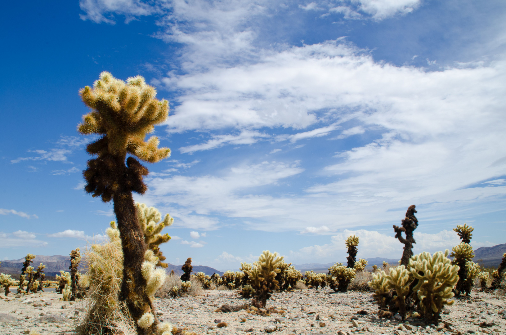 Kakteenhain im Joshua-Tree-Nationalpark