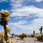 Kakteenhain im Joshua-Tree-Nationalpark