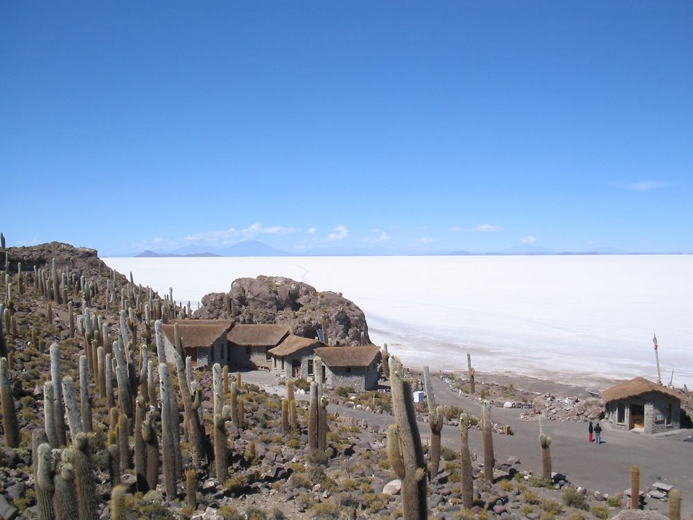 Kakteeninsel im Salzsee in der Atacama