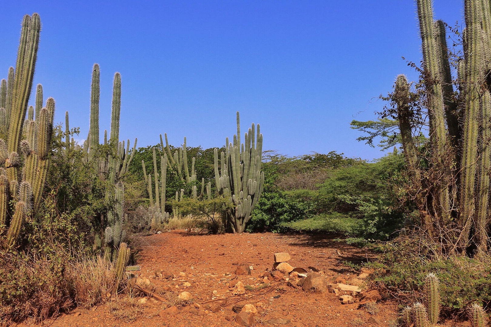 Kakteenlandschaft