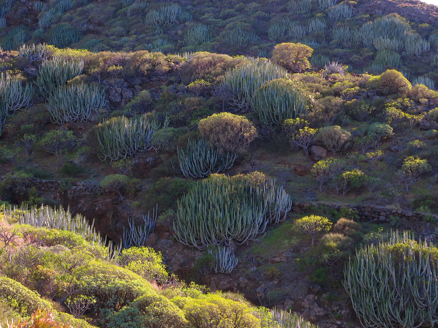 Kakteenlandschaft / Paisaje con cactus