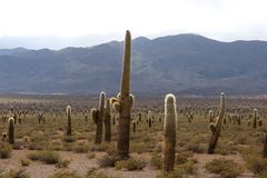 Kakteenwald auf 3100m in der Puna Argentiniens