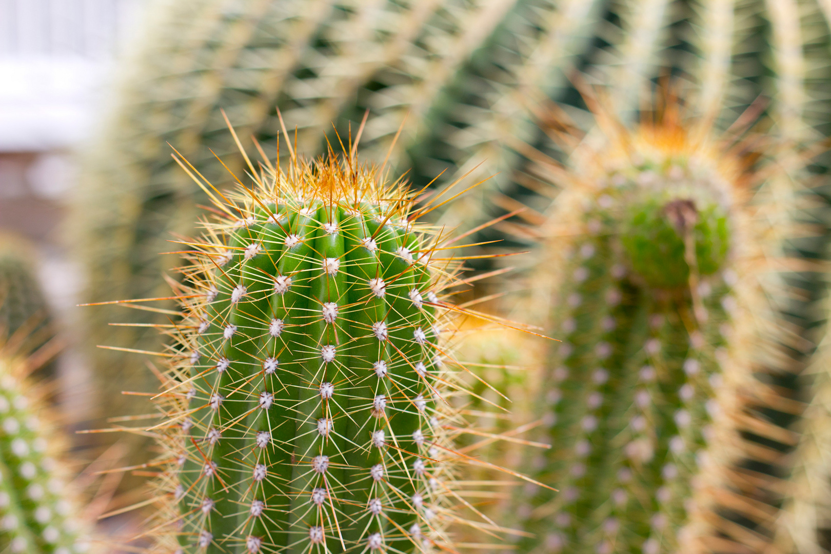 Kakten im botanischen Garten München