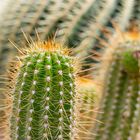 Kakten im botanischen Garten München