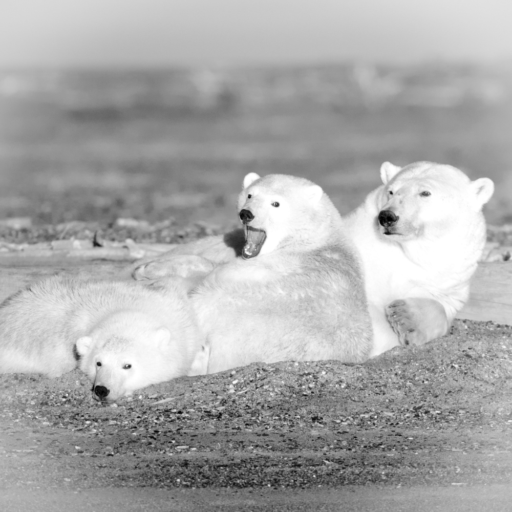 Kaktovik, Alaska 2014 photo et image animaux, animaux sauvages, ours