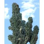 Kaktus**