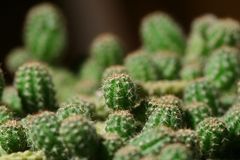 Kaktus (4)