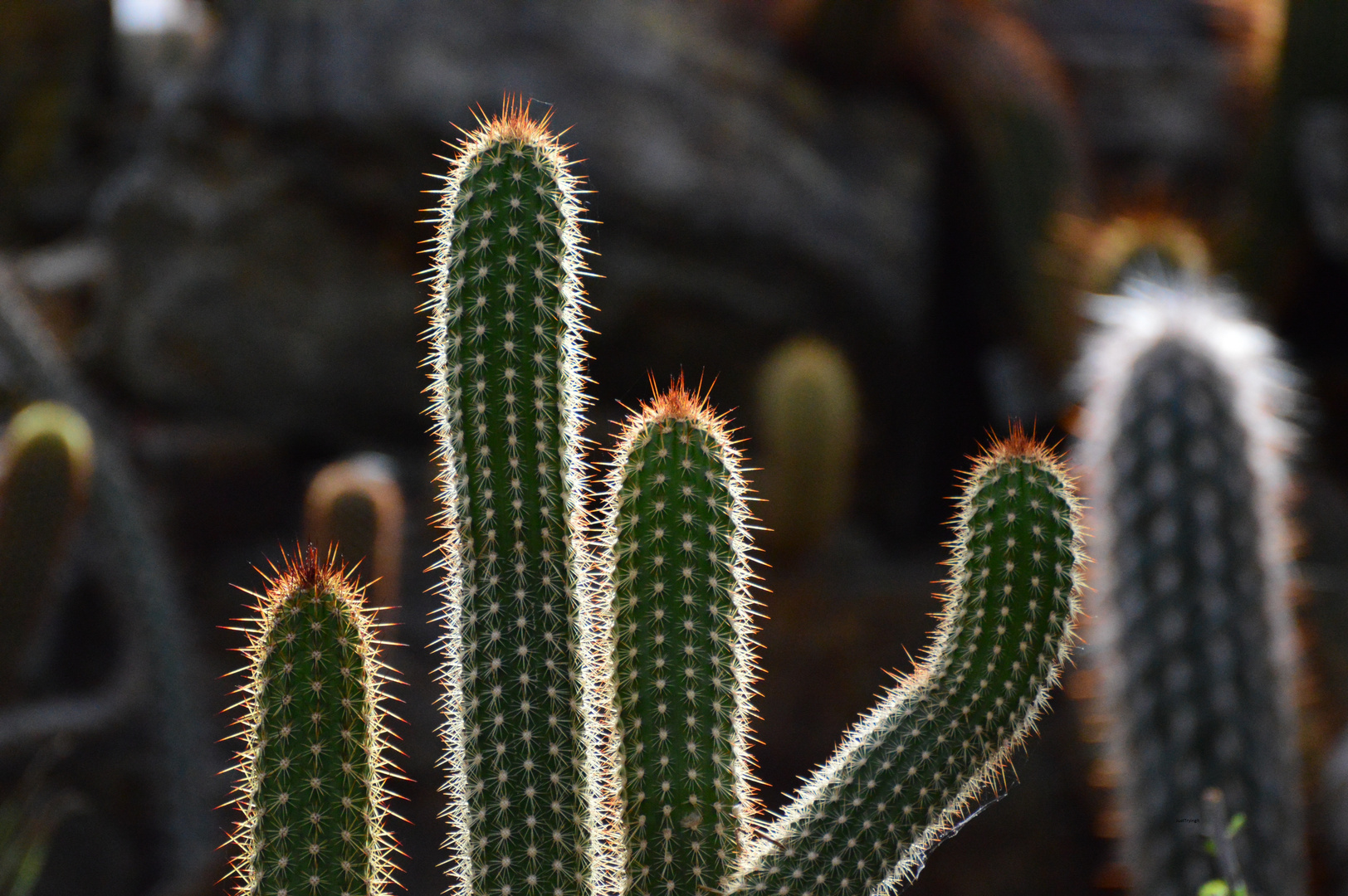 kaktus-foto-bild-pflanzen-pilze-flechten-kakteen-sukkulenten