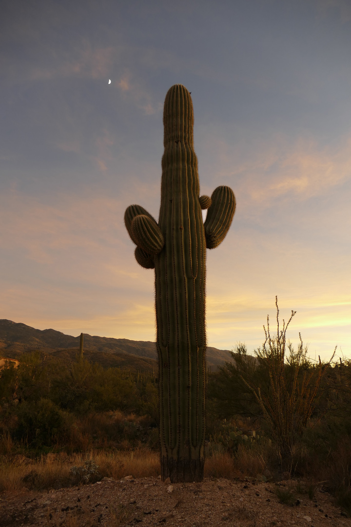 Kaktus am Abend in Tucson