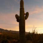 Kaktus am Abend in Tucson