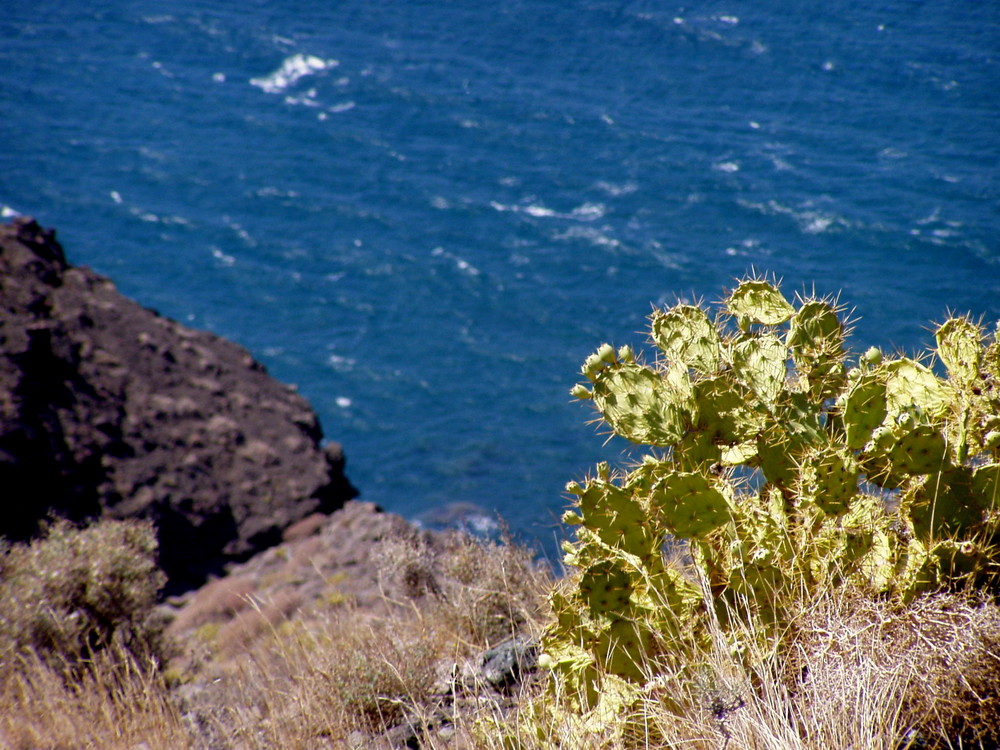 Kaktus am Meer