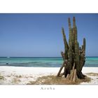 Kaktus am Strand