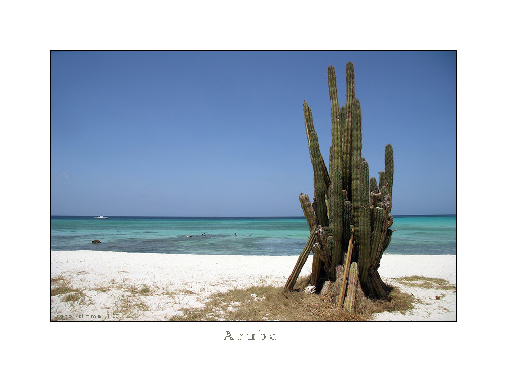 Kaktus am Strand