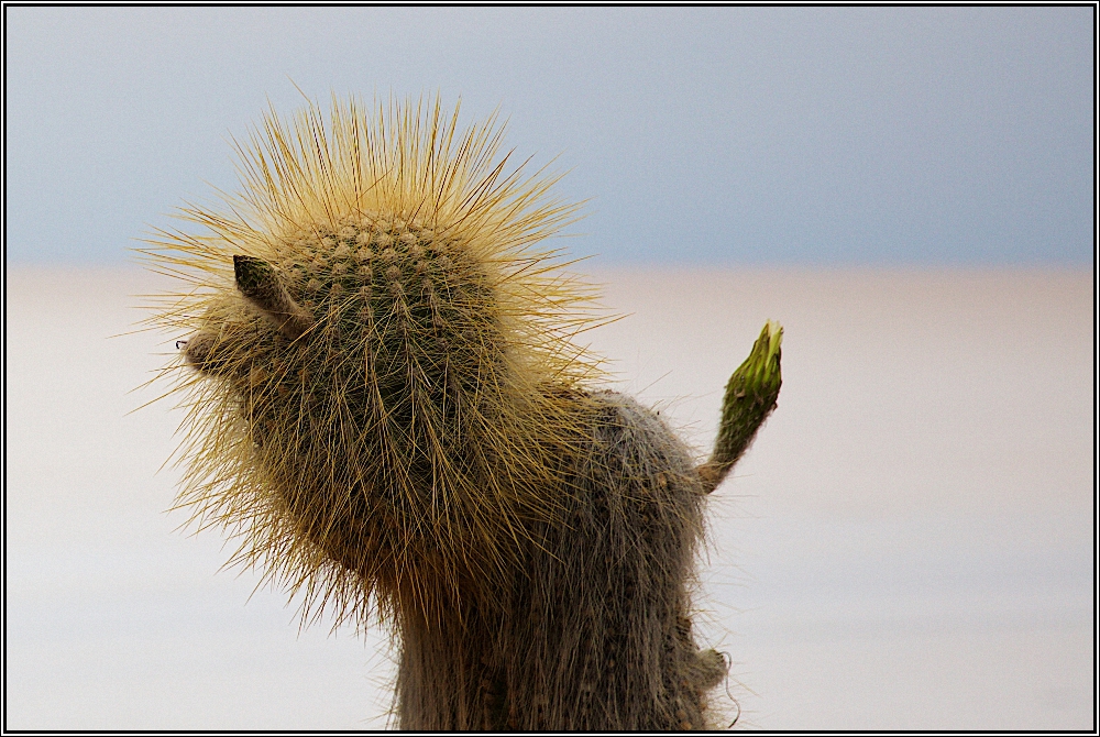 Kaktus auf Inkahuasi , Salar de Uyuni