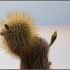 Kaktus auf Inkahuasi , Salar de Uyuni