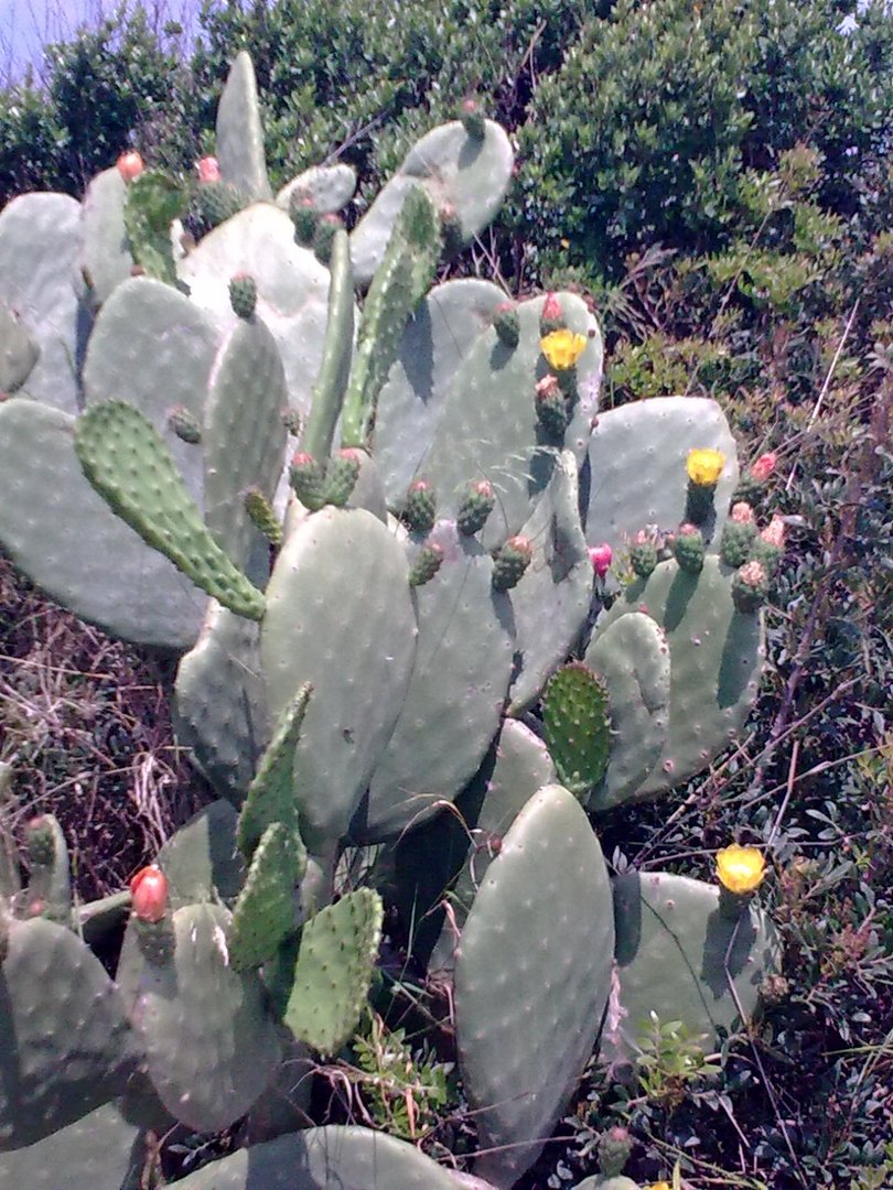 Kaktus auf Sardinien