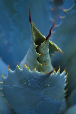 Kaktus aus der Nähe...