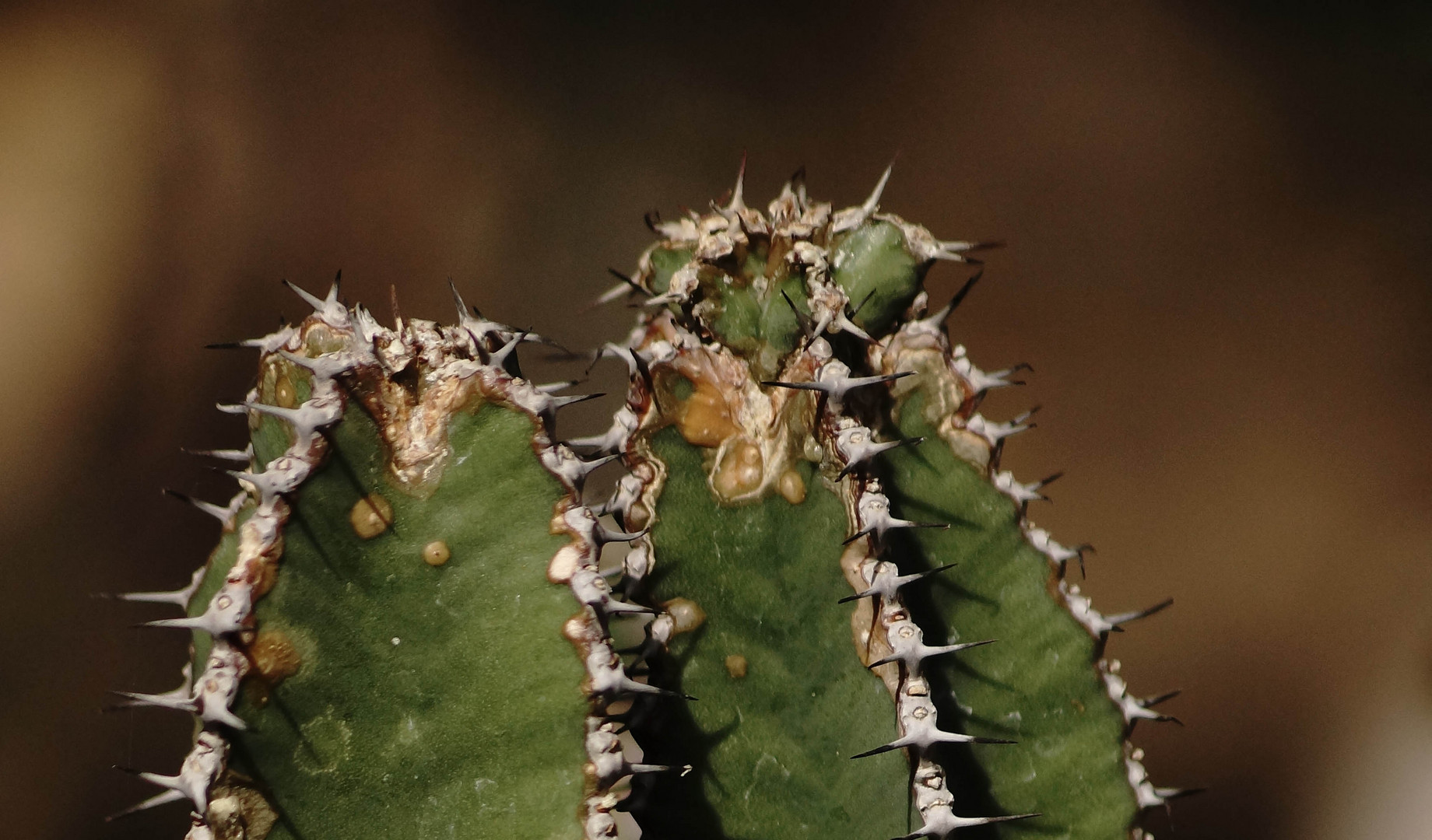 Kaktus aus Madagaskar