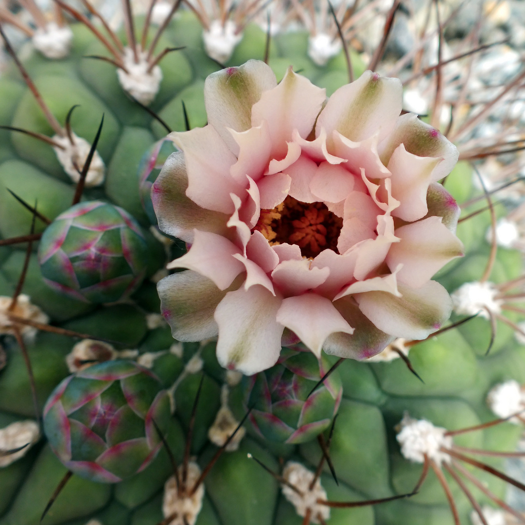 Kaktus Blüte