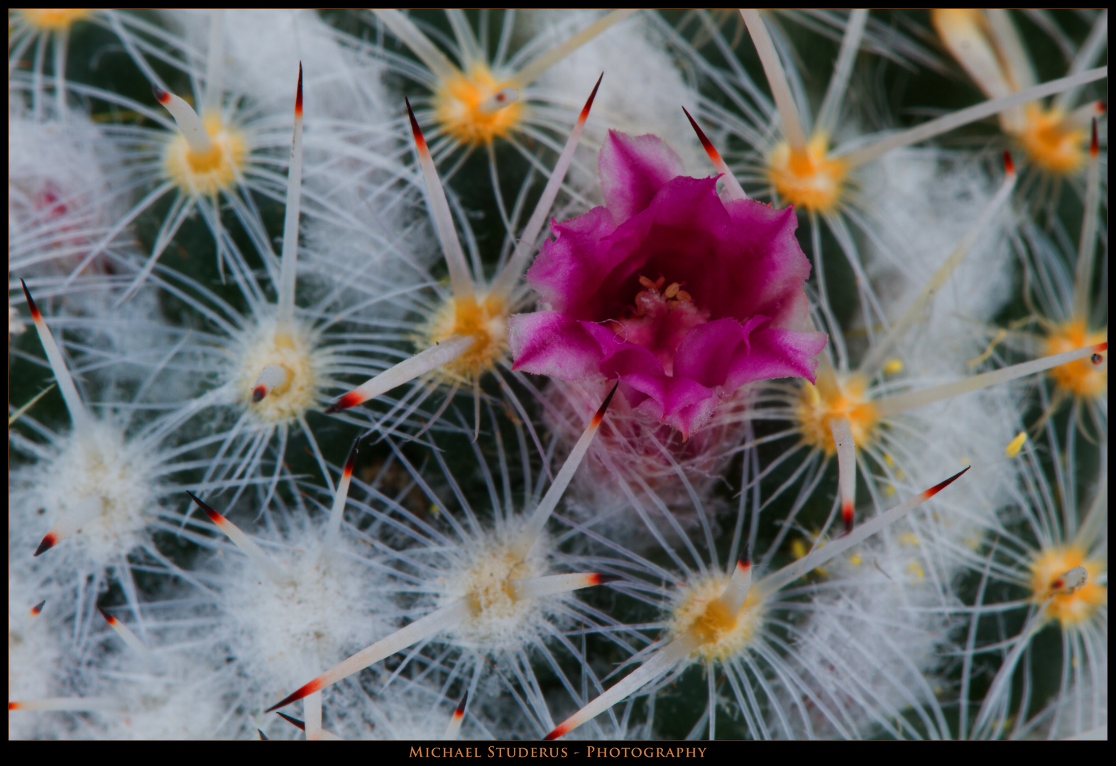 Kaktus Blüte