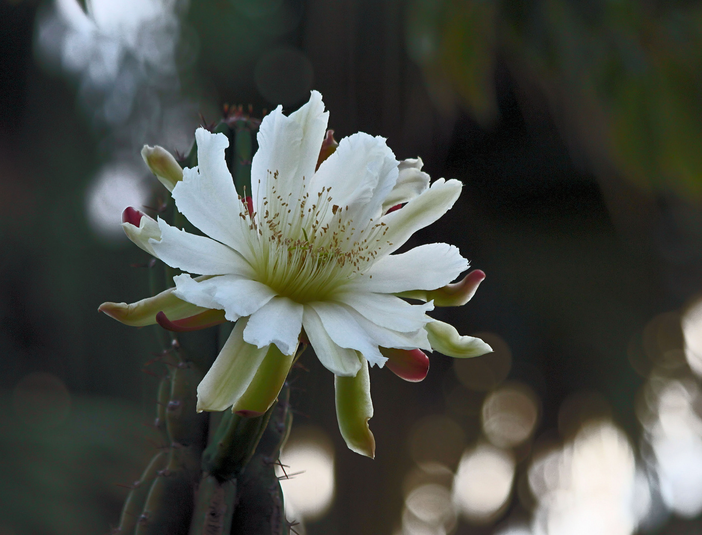 Kaktus-Blüte