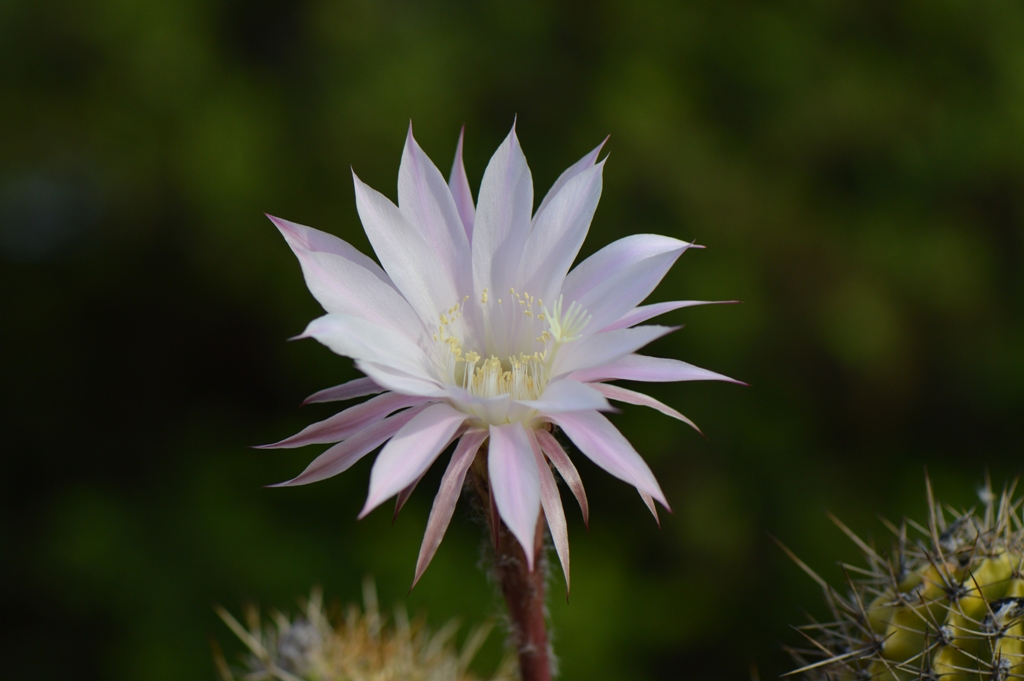 Kaktus Blüte