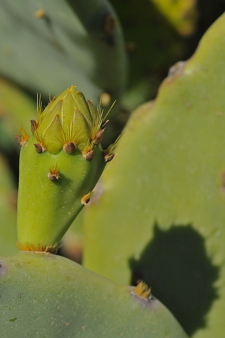 Kaktus - Blüte: Bald ist es soweit! / C'est bientôt la fleur du cactus!