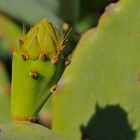 Kaktus - Blüte: Bald ist es soweit! / C'est bientôt la fleur du cactus!