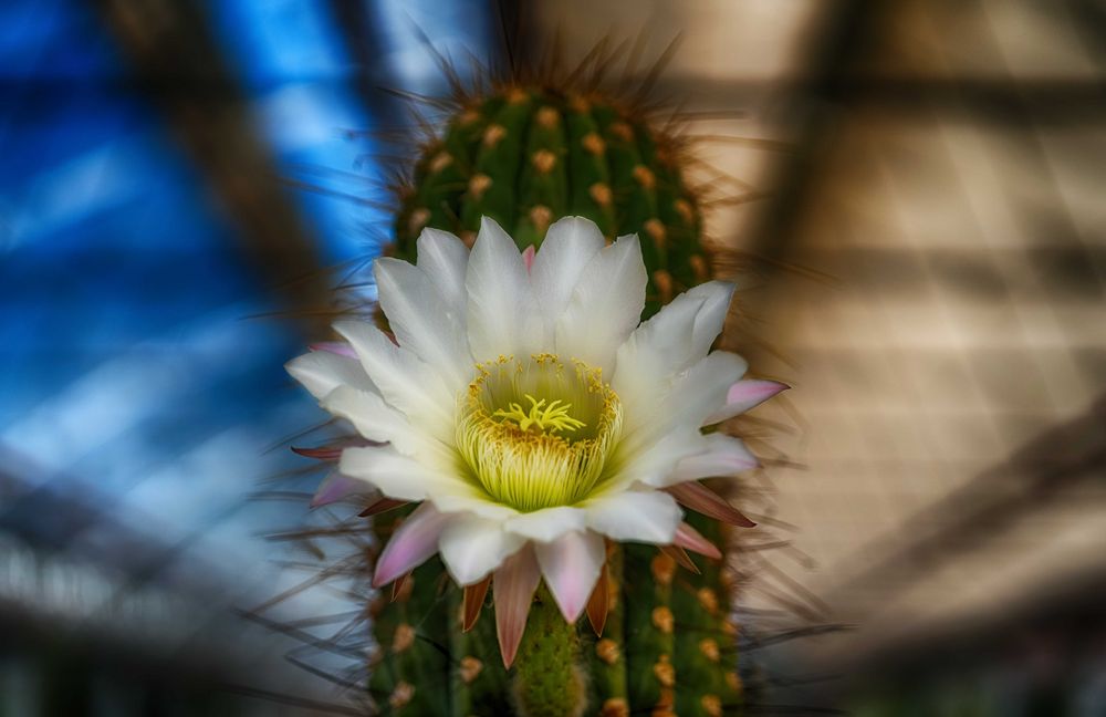 KaktusBlüte Foto & Bild pflanzen, pilze & flechten, bäume, kakteen & sukkulenten Bilder auf