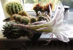 Kaktus-Blüte