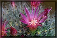 Kaktus-Blüte Mammillaria 01