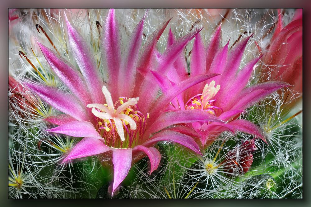 Kaktus-Blüte Mammillaria 02