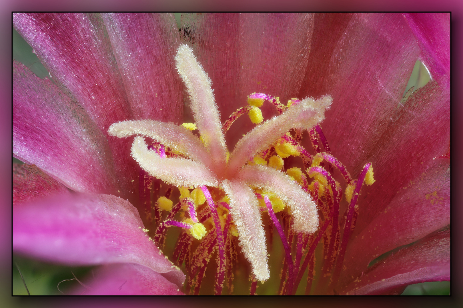 Kaktus-Blüte Mammillaria 04