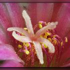 Kaktus-Blüte Mammillaria 04