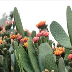 Kaktus-Blüten