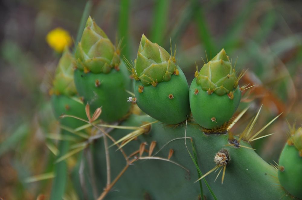 Kaktus - Blüten - Knospen