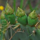 Kaktus - Blüten - Knospen