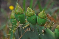 Kaktus - Blüten - Knospen