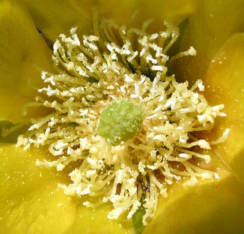 Kaktus-Blütenstengel