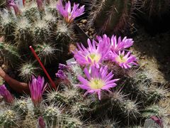 Kaktus- Blume