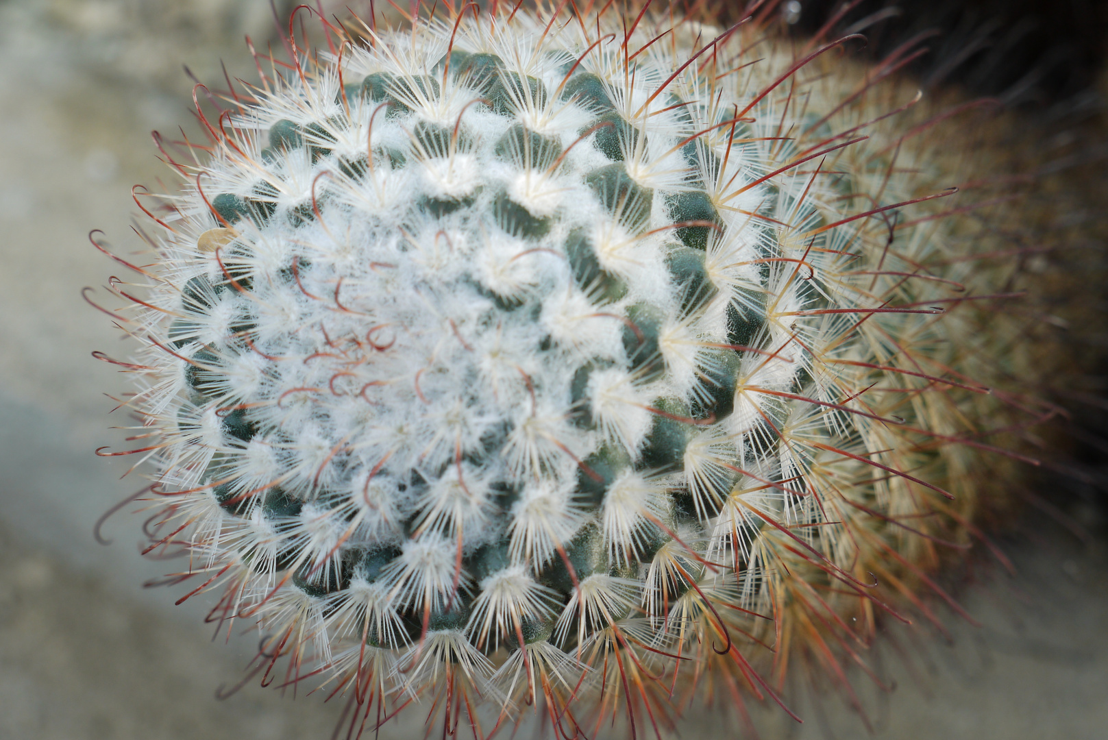 Kaktus, Botanischer Garten Bochum