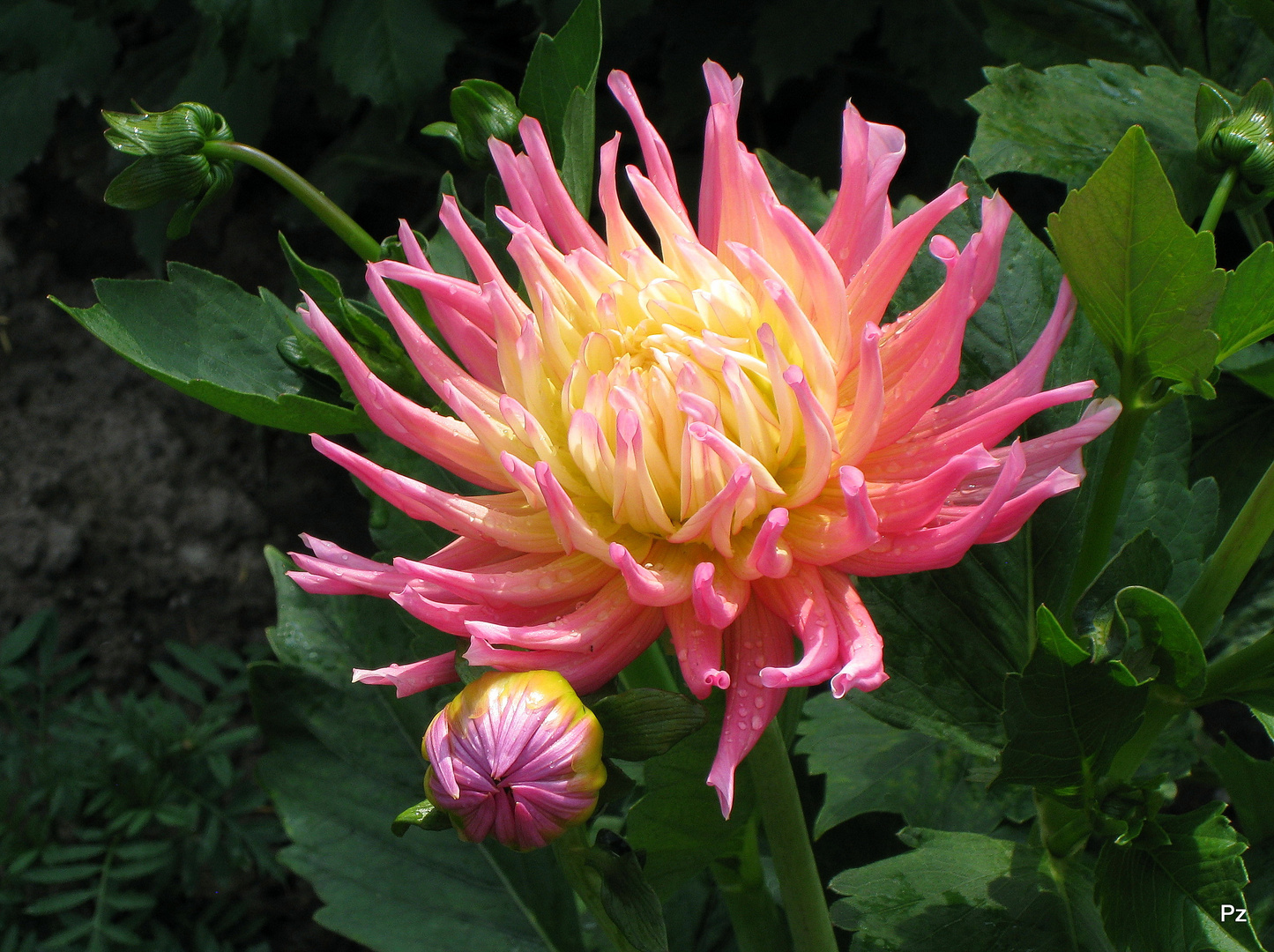 Kaktus-Dahlie 'Cha Cha', Cactus Dahlia 'Cha Cha' ...