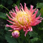 Kaktus-Dahlie 'Cha Cha', Cactus Dahlia 'Cha Cha' ...