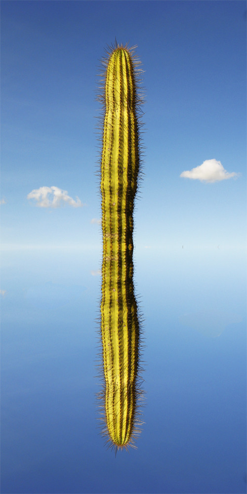 kaktus, der. plural: die kaktussis