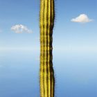kaktus, der. plural: die kaktussis
