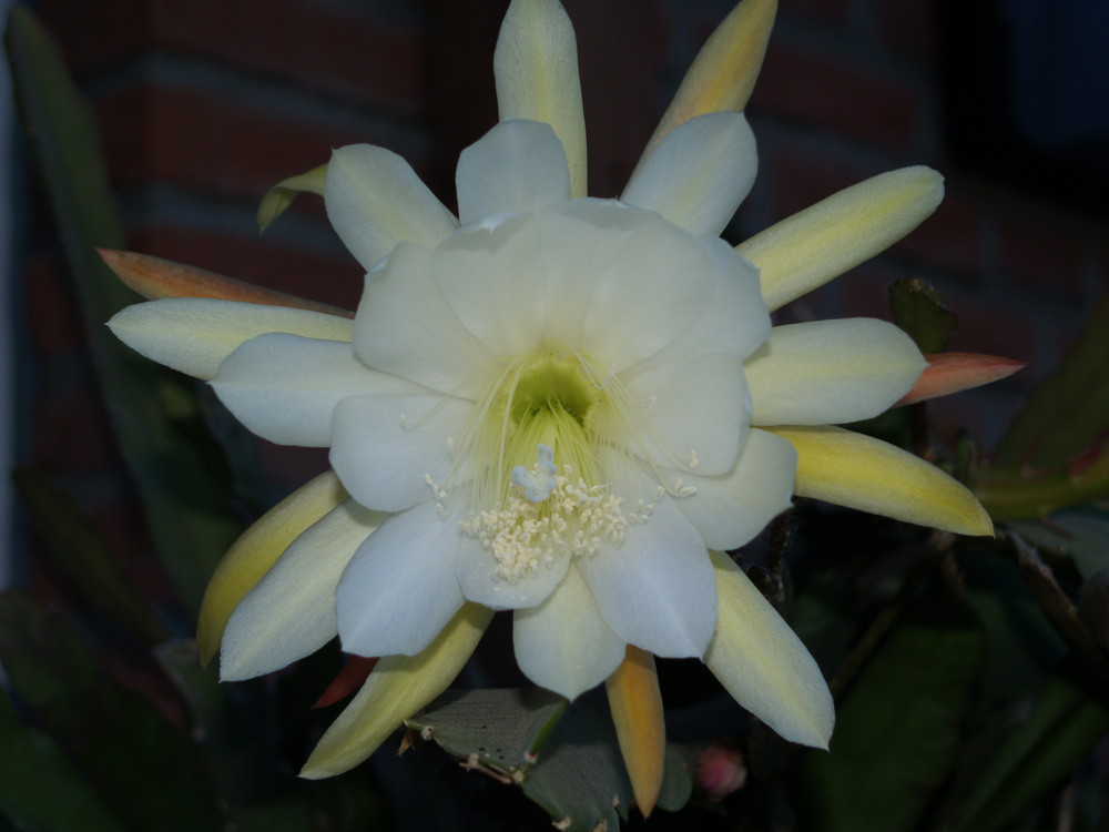 Kaktus-Die Blüte