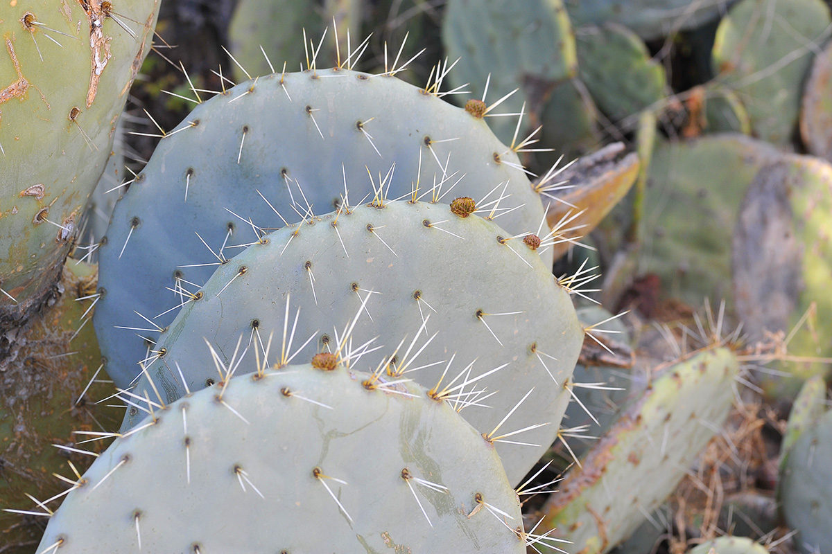 Kaktus : "Dreimal Rasieren, bitte! - Cactus : "Rasage à trois s.v.p.!"